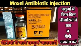When and how to use Amoxycillin Sodium & Cloxacillin Sodium for which diseases?