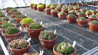 Field Botany and Systematics of Alpine Plants (HD1080p)