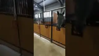 конюшня атмосфера супер