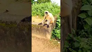 Hanuman #hanuman #bandra #cute #short #shortvideo