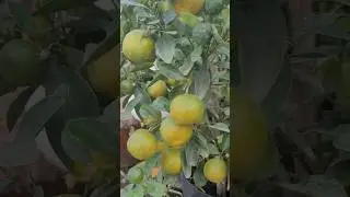 #fish #fruit