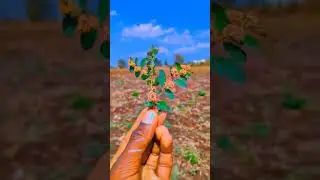#nature_picture