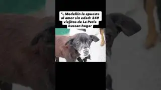 🐕 Adopt a dog