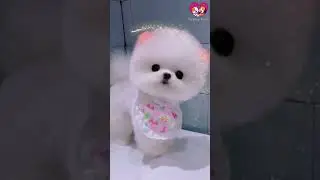 Funny Dogs, cute Cats - Humorous Creatures - Funny Pets - Happy Animals