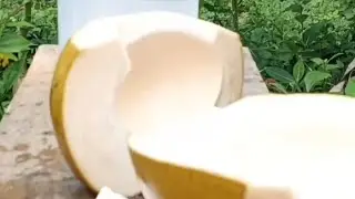 Delicious golden coconut / coconut cutting skills