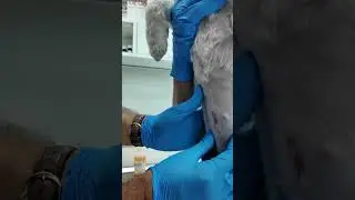 Pet Care