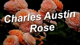 Charles Austin Rose