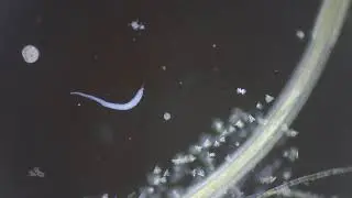 video0028