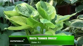 Hosta 'Summer Breeze'