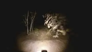 Hin Chang Si' s Night Ride #4