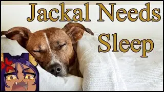 [JC] Jackal Recovery Stream. Just Chatting with You.