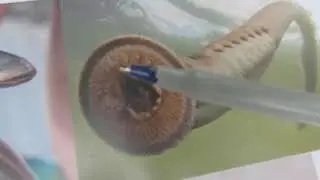 Virtual Ranger: Pacific Lamprey
