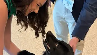 🎬 Meet Roku, the unofficial ASHP Midyear Therapy Dog! 🐾