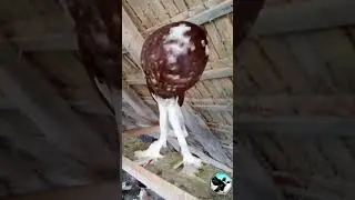 English Pouter pigeon #englishpouter #englishpouters #english_pouter #pigeonstv  #pigeons #pigeon