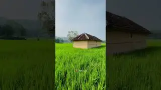 Beauty of Vazhalikkav #travel #beauty #keralaattraction #shorts