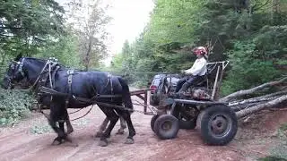 last firewood snig