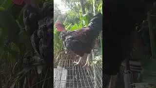 Pollo Estrella Negra/ Black Star Chocken.