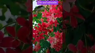 summer flower with bright colour... subscribe for more #music #youtubeshorts #explore #gardening