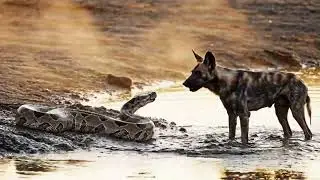 Wildlife War Zone 🦁🐃🐕🐍 | African Animals Deadly Combat