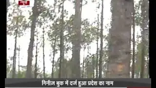 MP Forest department sets world record in tree plantation