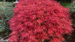 Japanese garden autumn colour in Compton Acres garden - Acers looking lovely! (part 2 of the tour)