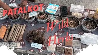 Patalkot, Bhariya Tribes: Traditional Medicinal Plants Knowledge by Local Community
