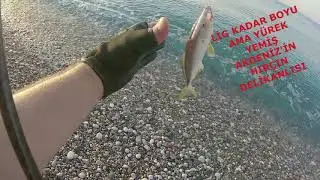 Lrf ile Vatoz - Kuzu Palazı Salımı - Savage Gear 3D Slim Minnow/19.07.2019 (Light Rock Fishing)
