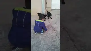 Cane corso puppies socialization #shorts