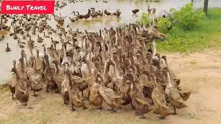 2000 DUCKS FAMILY IN THE FIELD 