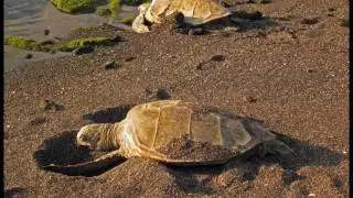 2017 - Nunnallee - South Pacific Cruise with Wildlife