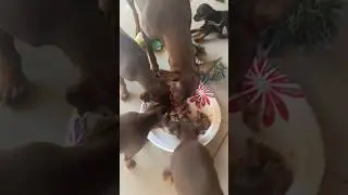Mother Dog Doesn&rsquo;t Want To Share Food With Her Puppies #shorts