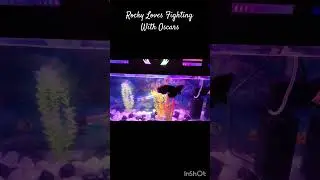 Fish Fight!#learning #kids #shorts #shortvideo #trending #fish #oscar #ytshorts #trendingshorts #fun