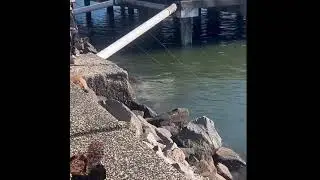 Bloke catching 40cm bream at jetty near Customs House. Newcastle Harbour. Bait: prawns.