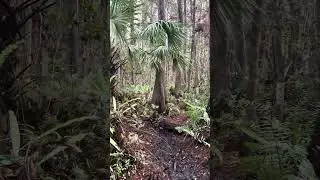 Swamp walk in winter low water