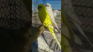 budgies parrot for sale #music #birds #lovebirdsfarming #budgiesparrotbreeding #budgies #budgiegar