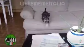 #weeememeitalia #wee #weee #wii #dog #cat #funny #jump #fail #classic