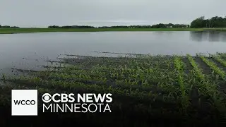 Minnesota farmers dealing with flooded fields