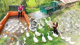 Harvesting 1000+ Giant Ducks - Using a Truck to Transport Many Ducks to the Market