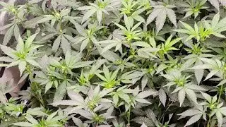 over watering Mondays @education with the grow boss