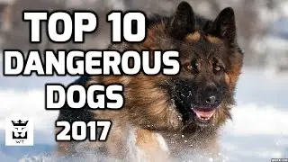 Top 10 Most Dangerous Dogs Breeds(Ferocious Dogs)