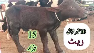 سالم منڈی بھلوال بھینسوں کے چھوٹے بچے 50 کی 4 کٹیاں موجود 10 ستمبر Sialvi animals