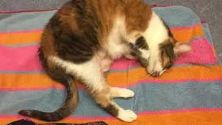 Shaping Relaxed Behavior with Hanna the Cat