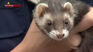 Ukrainian Animal Rights Activists Stand for Banning Fur Business
