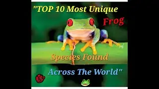 Top 10 Most Unique Frog Species Found Across The World 🐸