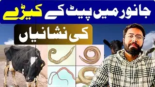 جانور میں پیٹ کے کیڑوں کی نشانیاں | Signs of Stomach Worms in Animals