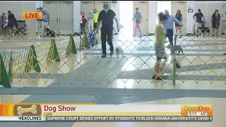 Lodi Dog Show