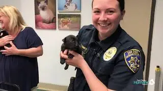 Humane Law Enforcement Officers Investigate Nine Puppies Abandoned Inside Bag