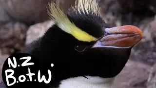 Erect-crested penguin - New Zealand Bird of the Week