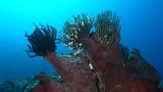 Dive Cristal Rock, Komodo, Indonesia 250906 1