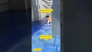 bikin kaget, jantung mau copot 🤣🤣🤣 #shorts #shortvideo #funnycatsvideos #kucingimut #cat